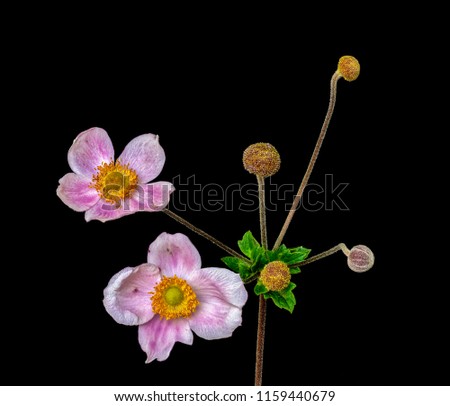 Color fine art still life floral macro flower image of a single isolated pink white autumn anemone with two blossoms and four buds, black background,detailed texture,vintage painting style 