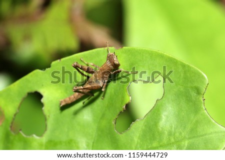 brown grasshopper insect