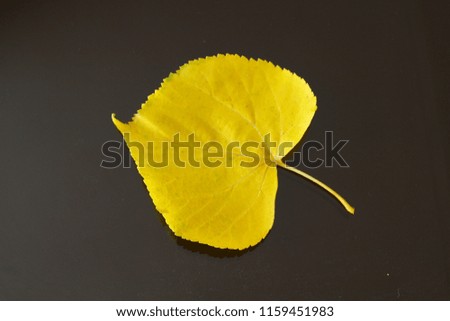 Yellow tree leaf