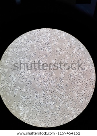 Murine Raw 264.7  macrophage cell line