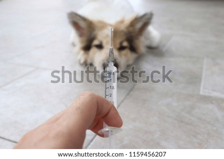 hand of veterinarian prepare syringe vaccine injection for dog.