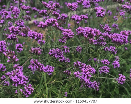 This is a picture of beautiful purple flowers on the mountain with a viewpoint in Thailand. KHAO KHO THAILAND