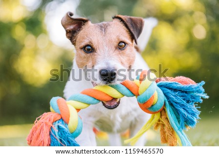 Close up portrait of dog playing fetch with colorful toy rope Royalty-Free Stock Photo #1159465570
