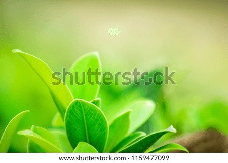 loseup fresh green leaf blurred and natural green plants branch tree in garden at summer under sunlight concept design wallpaper lanecape background with bokeh copy space add text.