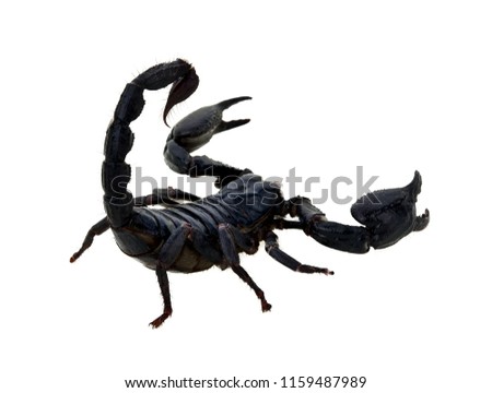 black scorpion on white background, Poisonous animals.