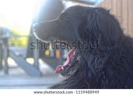 dog yawning in dog days of summer
