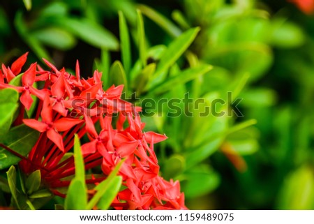 red Ixora flower with background nature from the garden in spring day tropical design for wallpaper have copy space and text.