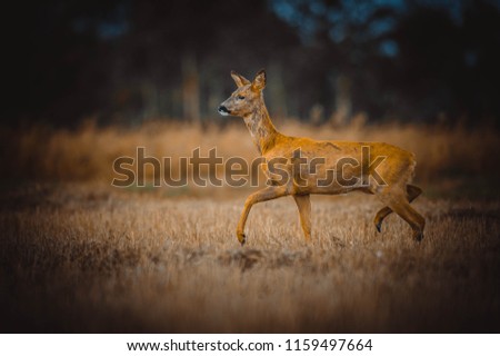 wild deer in