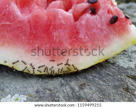 Carpenter Ants on Watermelon