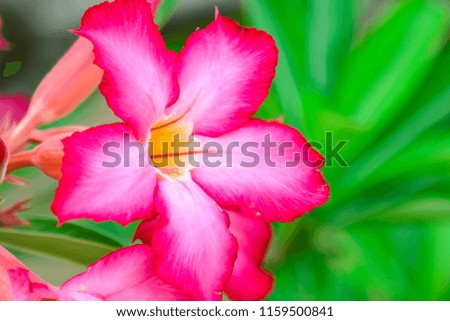 Adenium or desert rose flower with background nature from the garden in spring day tropical design for wallpaper have copy space and text.
