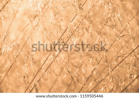Dried Meadow Grass, in sunlight Oxfordshire, UK
