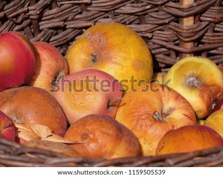rotten apples in a basket, autumn