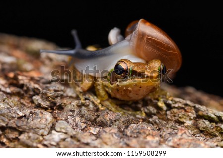 Snail on head dumpy frog. Friendly animal. Selective focus.