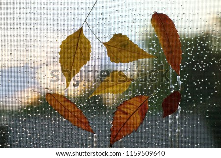 AAutumn leaves on the window with raindrops and mosquito net. Autumn wet weather design.