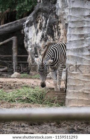 Zebra in the zoo eating delicious food.