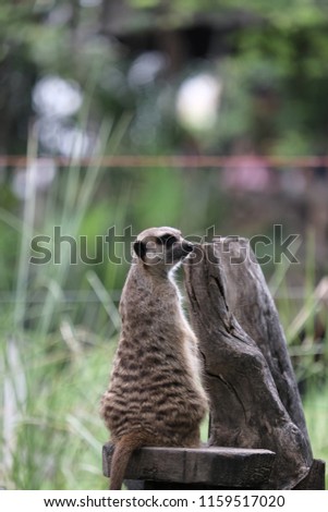 The meerkat is an animal that children like in cute.