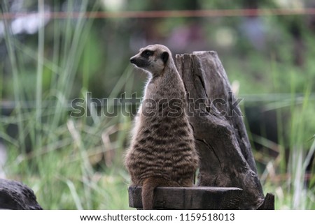 The meerkat is an animal that children like in cute.