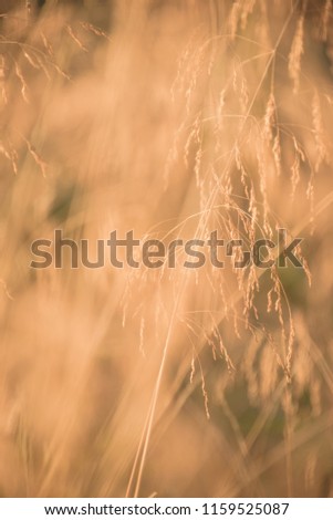 Dried Meadow Grass at Sunset, Background
