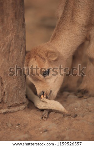 animal vertical photo - cute brown baby goat portrait, eating a dry leaf, standing on a grass outdoors, on a sunny summer day