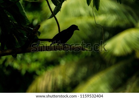 beautiful black drongo bird crow sitting on a branch