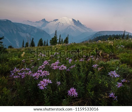 This is a picture of Mount Rainier with wildflowers during sunrise in Washington.