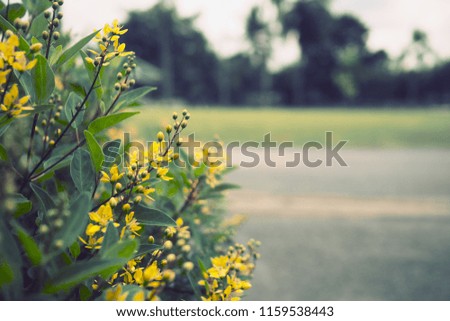 Flowers used for decorating the garden, Background yellow and green nature, Nature retro style.