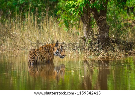 A male tiger cooling off in water at hot summers in bandhavgarh national park