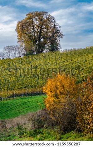 autumn / fall tree at vineyard