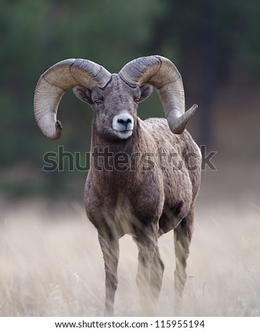 Bighorn Ram, wild mountain sheep, Rocky Mountains, Montana, USA; big game hunting trophy horns Royalty-Free Stock Photo #115955194