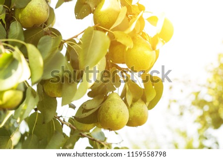 Pear tree, a branch on which grow pears, close-up, the sun