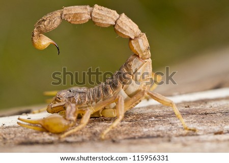 Close view detail of a buthus scorpion (scorpio occitanus).