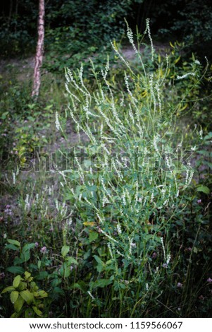 Weeds at Muir Lake, Alberta, 2018