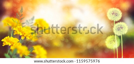 Fluffy dandelion flower against the background of the summer landscape. marigold