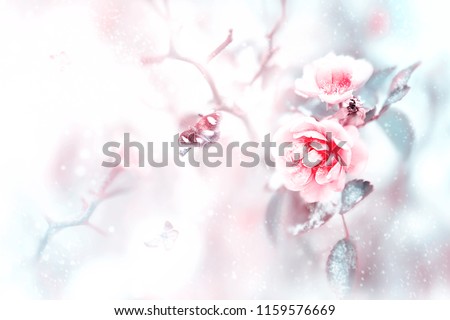 Beautiful pink roses and butterflies in the snow and frost on a blue and pink background. Artistic winter natural christmas image. Selective and soft focus.