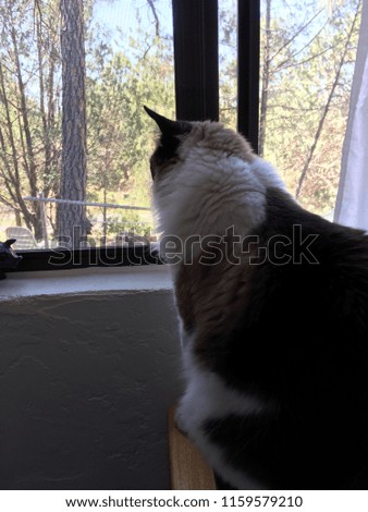 Cat looking out screened window