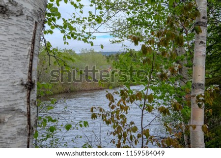 Birch trees along a large river.  The trees have lots of leaves. There's two trees framing the picture with the river in the middle. The sky in the background is blue with some clouds.