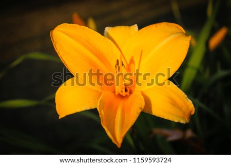 Orange Lily Flower, Alberta, 2018