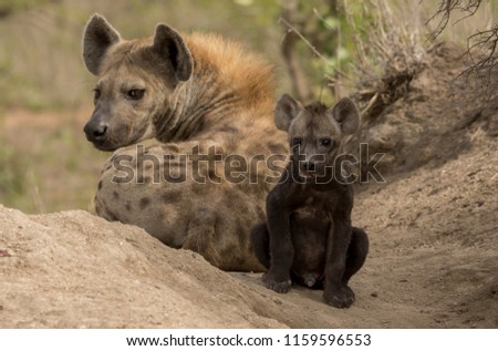 Spotted hyena mother with baby on termite mount in South Africa Kruger National Park