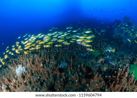 A colorful school of Snapper on a tropical coral reef at dawn