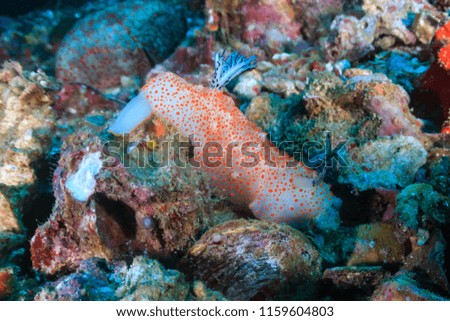 A large, colorful Nudibranch on a coral reef