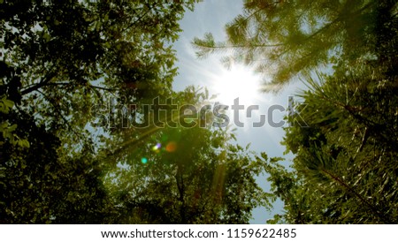 The rays of the sun through the greens
