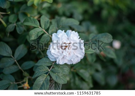 Close up image of white rose in center of image with surrounding green leaves in background in jerusalem israel