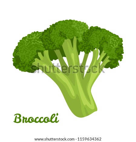 Broccoli isolated on white background. Vector illustration of a fresh vegetable in a flat style. Royalty-Free Stock Photo #1159634362