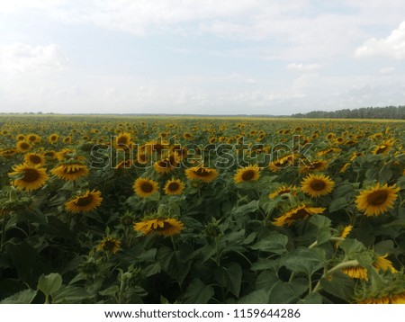 Klavdiyevo, Ukraine - August 19, 2018: Sunflowers grow on the field. The field is dotted with hem. Crop seeds, sunflower seeds ripen in the sun.