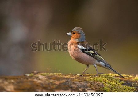 Cute male common chaffinch bird portrait, while standing on a tree trunk in the wild forest with beautiful colorful plumage Royalty-Free Stock Photo #1159650997
