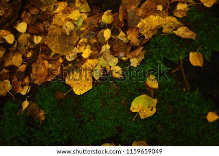 Autmn (fall) forest with gold leave and green moss