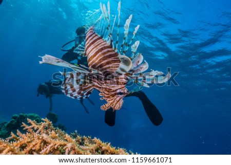 Lion fish in the Red Sea Colorful and beautiful, Eilat Israel a.e
