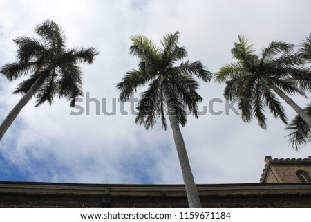 Palm Trees in Hawaii
