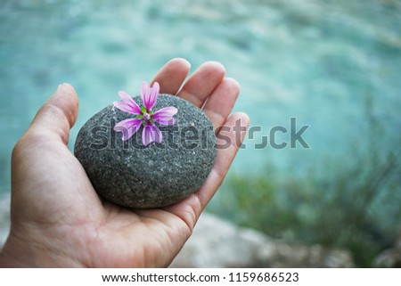 river stone in hand with marsh mallow flower