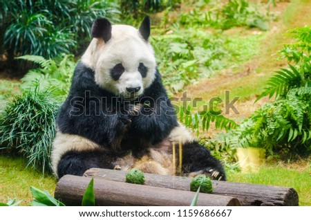 Panda in an enclosure, Hong Kong, China